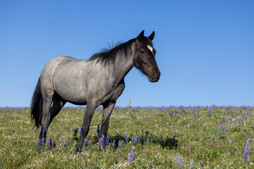 Wild Horse in the Pryor Mountains Montana in Summer