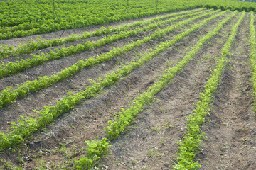 View of plowed field through plows with plants growing in the furrows.