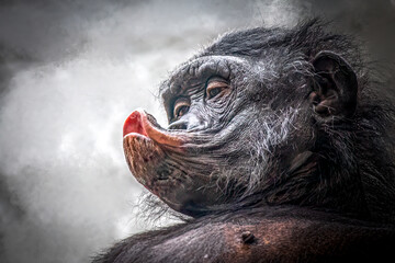 Close-Up Side Profile of a monkey with Colorful Facial Features.