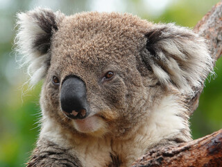 koala Australia © Helena Bilkova