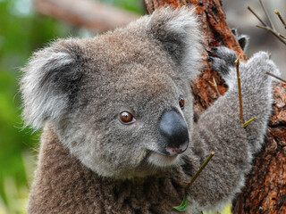 koala Australia