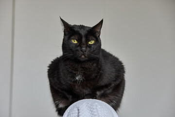 As a pet, A BLACK CAT cat can bring joy, companionship, and a unique personality to your life