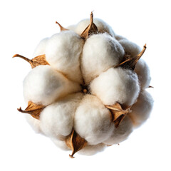 Cotton boll