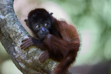 In this captivating photo, a baBy monkey is seen in its natural habitat, showcasing its inquisitive and expressive nature. The monkey's reddish-brown fur contrasts beautifully with the lush 