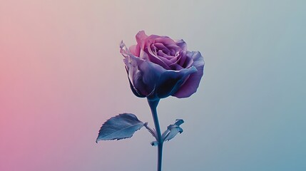 A single rose, vibrant purple and blue hues against a soft, pastel background. Its petals are delicately unfurled, showcasing its beauty.