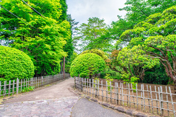 Japanese garden in summer