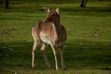 a young deer during molting grazes on a green field