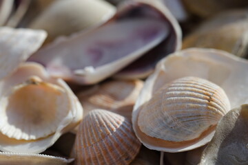 Muszle znalezione na plaży. © Krzysztof