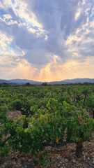 Paysage des vignes des Corbières