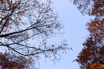 Autumn tree branches against blue sky