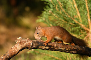 Eichhörnchen