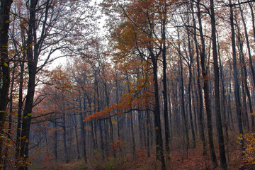 Autumn forest with colorful leaves