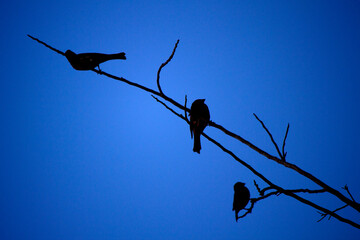 birds on a branch