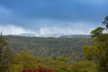 Photograph of mist and low level cloud in Sassafras Gully in Springwood in the Blue Mountains in New South Wales, Australia.