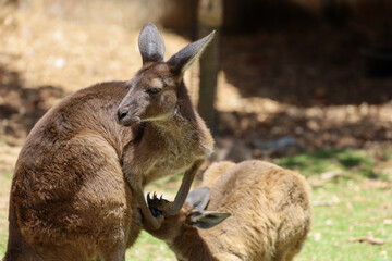 A kangaroo mother nursing her baby. Mother feeding joey.