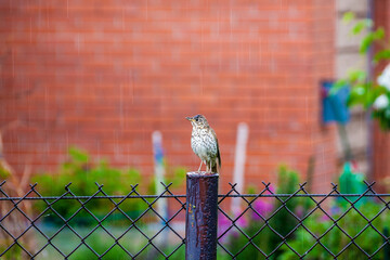Mały ptak (drozd) na słupku  © arekzet62
