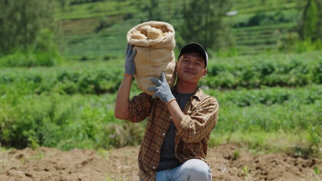 Portrait of a farmer with a full sack of potatoes on his shoulder, smiling proudly. Farmer carrying quality harvest from the field. Successful harvest season yielding quality potatoes