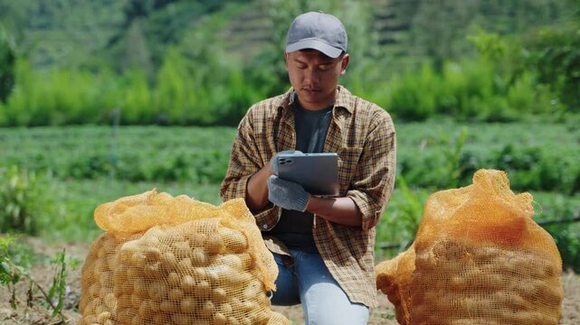 Farmer inspecting potato harvest bags using a tablet in the field. Applying digital technology to manage harvest results. Modern farming innovation for optimal yield. Successful harvest season