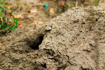 abstract close-up of a hole in the soil ground from gopher animal sandy dirt texture background