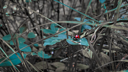 Detailed macro shot of a beautiful black dotted red ladybug, close-up of a ladybug on a green leaf...