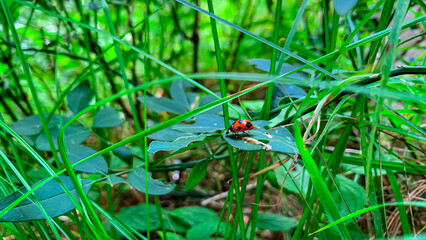 Detailed macro shot of a beautiful black dotted red ladybug, close-up of a ladybug on a green leaf...
