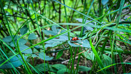 Detailed macro shot of a beautiful black dotted red ladybug, close-up of a ladybug on a green leaf captured in intricate detail by macro photography.