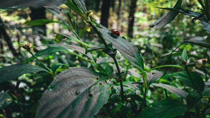 Detailed macro shot of a beautiful black dotted red ladybug, close-up of a ladybug on a green leaf...