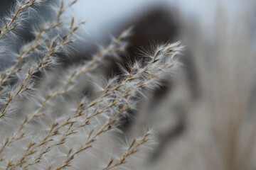 fluffy abstract reeds and grass seeds isolated on a blurred autumn minimalist background