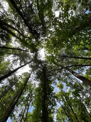 Fototapeta premium trees in the forest