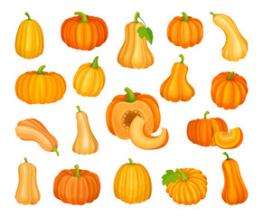 Orange Pumpkin Ripe and Bright Garden Crop Vector Set