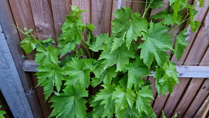 Close up of young grape leaves