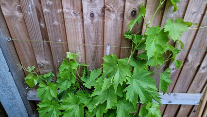 Close up of young grape leaves