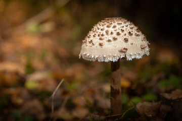 October forest fungus Parasol mushroom Macrolepiota procera very tasty mushroom Poland Europe