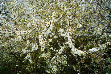 View of small white blossom flowers in the spring 