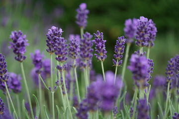 fabulously beautiful lavender close up