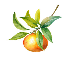 Mandarin orange on a branch with fresh leaves hand drawn watercolor illustration on white background