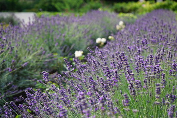 fabulously beautiful lavender close up