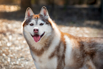 Portrait of a beautiful Siberian husky in the rays of the evening sun. Hunting dogs. Selective focus.