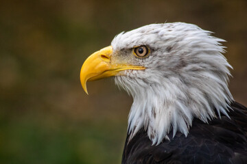 Blad Eagle