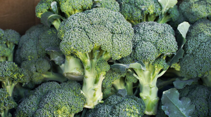 Pile Lots of natural broccoli. Broccoli Background Concept. Vegetables over broccoli. from the top view.