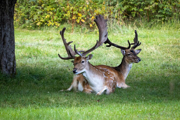 Fototapeta premium Two spotted deer with branched antlers lying in the shade of a tree in a garden on a summer day