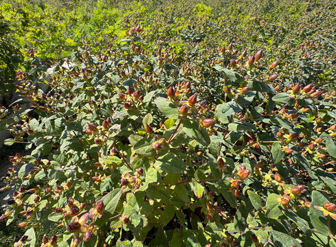 Hypericum androsaemum flower buds. Tutsan with blossoms and berries. Close-up. Kamanica fruit. Commonly called tutsan, sweet-amber or the shrubby St. John's wort Shrubby Saint John's wort plant.
