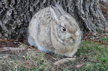 Wild cottontail rabbit at the base of a tree, Colorado