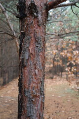 A pine grove, small pines and other trees stand in a row in a magical forest. Beautiful and cozy.