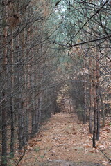 Fototapeta premium A pine grove, small pines and other trees stand in a row in a magical forest. Beautiful and cozy.