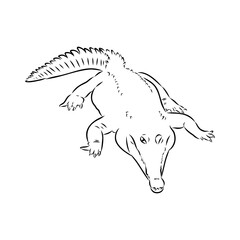 Crocodile sketch. Aligator. Vector hand drawn illustration