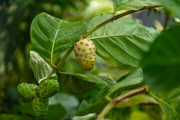 Arbre de noni Morinda Citrifolia en Polynesie 