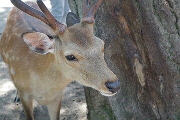 An endearing deer