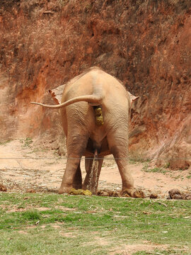 An elephant, on its back, urinating and defecating. On the ground, you can see portions of poop. Its tail is stretched out to the side.