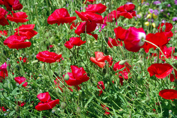 Field of red poppy flowers